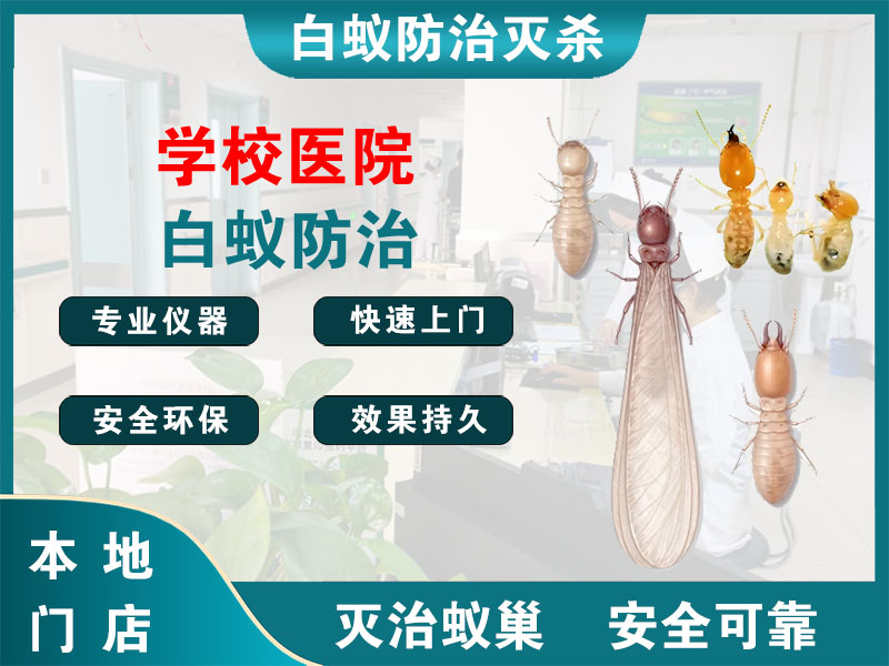 徐汇学校医院白蚁防治
