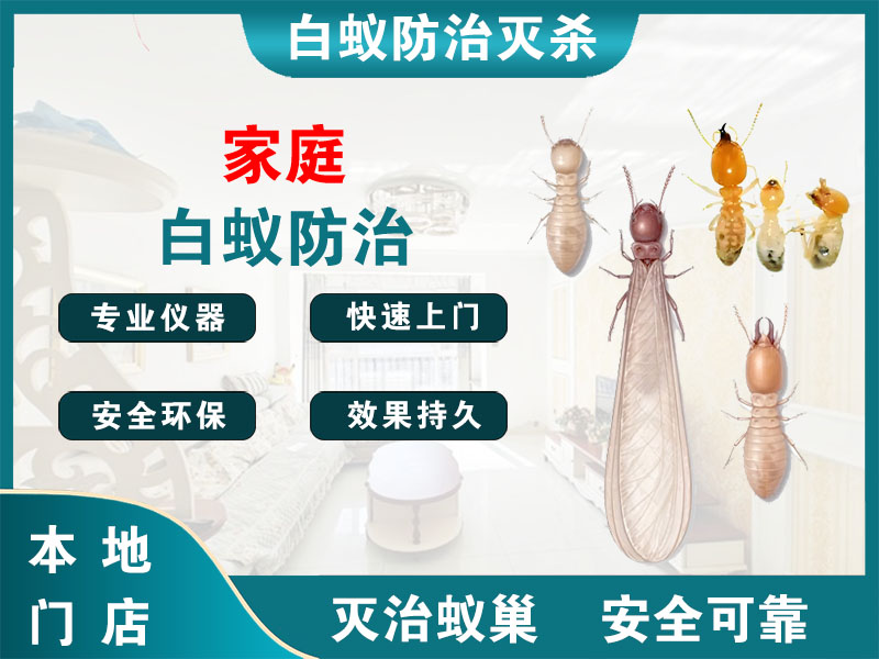 徐汇家庭白蚁防治