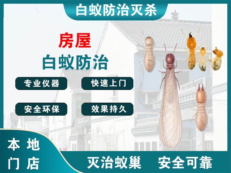 徐汇房屋白蚁防治